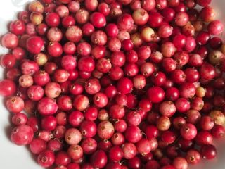 Vendo arándanos rojos de pantano frescos, recolectados por encargo