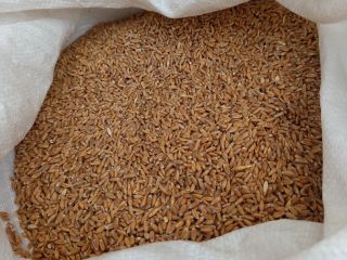 Se venden 5 toneladas de espelta ecológica Franckenkorn. En