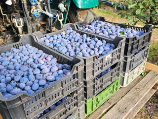 Ciruelas al por mayor, directamente del huerto. Distribuimos ciruelas