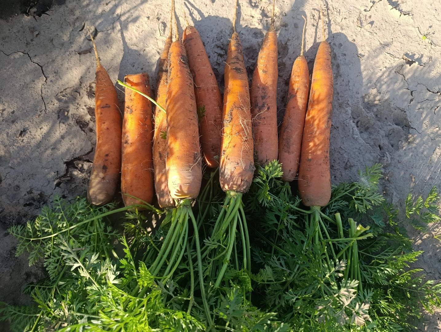 Vendo zanahorias comerciales e industriales de la variedad bermuda
