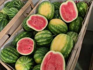 Vendo sandía polaca de la variedad Melia.
