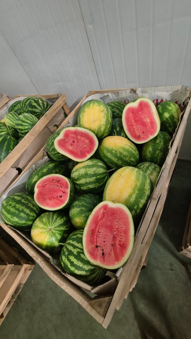 Vendo sandía polaca de la variedad Melia