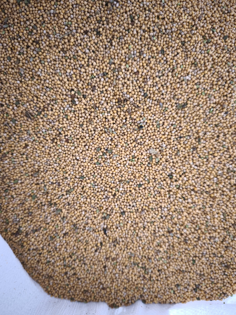 Hola, vendo mostaza blanca, variedad Gracja, ideal para cultivos intermedios, sembrada este año de la planta central, rendimiento alrededor de 1,5 toneladas