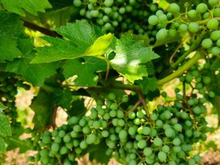 Vendo 330 toneladas de uvas: 70 % tintas y