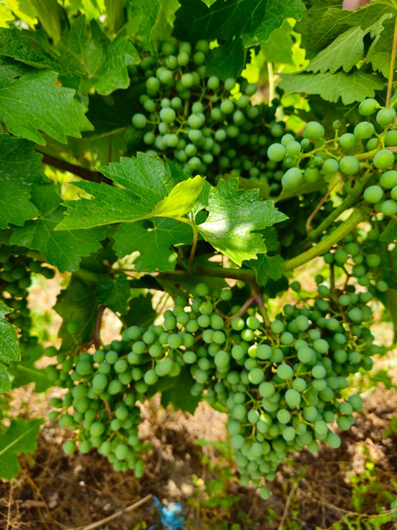 Vendo 330 toneladas de uvas: 70 % tintas y 30 % blancas, cosechadas en la zona de Valea Călugărească, condado de Prahova