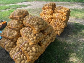 Papas DENAR, 40 sacos de 15 kg cada uno.