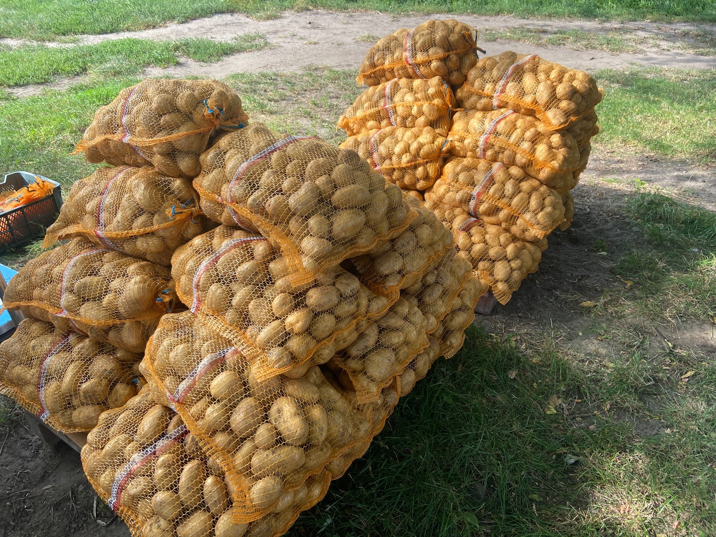 Papas DENAR, 40 sacos de 15 kg cada uno