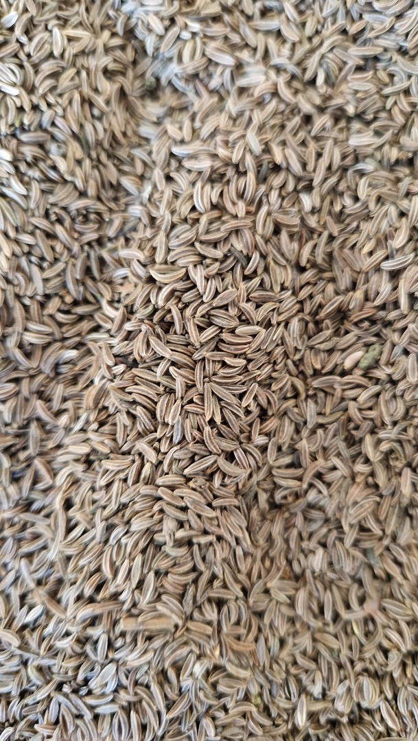 Origen y experiencia: Soy un agricultor polaco con amplia experiencia, especializado en el cultivo de alcaravea (Carum carvi) de alta calidad
