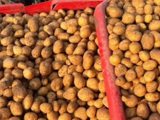 Se venden patatas a 0,30€ kg.[teléfono]emos de muchas variedades,
