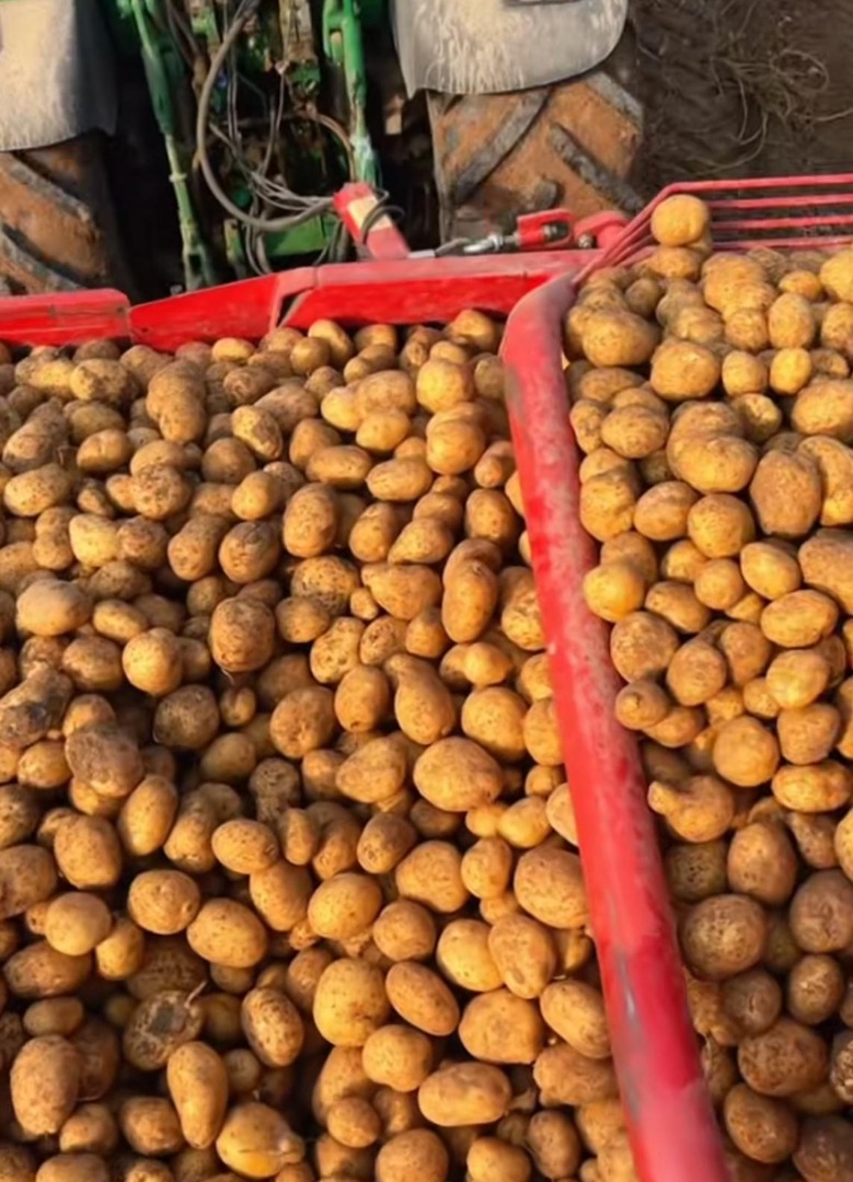 Se venden patatas a 0,30€ kg.[teléfono]emos de muchas variedades, cómo pueden ser: Agria, mona lisa, kenebev., y más