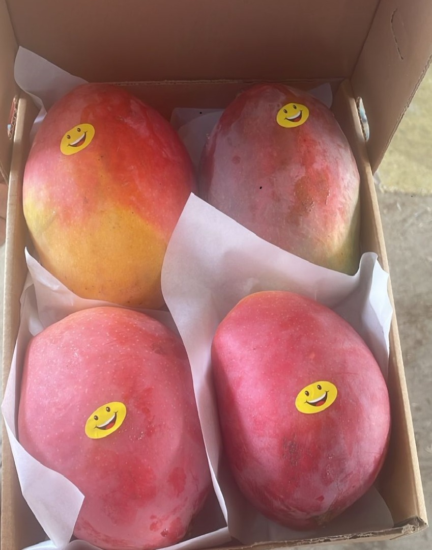 Mangos frescos listos para comer importados de Egipto a Rumania varias variedades Para jugo fresco o para consumo Ofrecemos todos los certificados necesarios