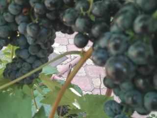 Viñedo propio Variedad -Borgoña