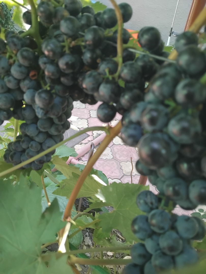 Viñedo propio Variedad -Borgoña