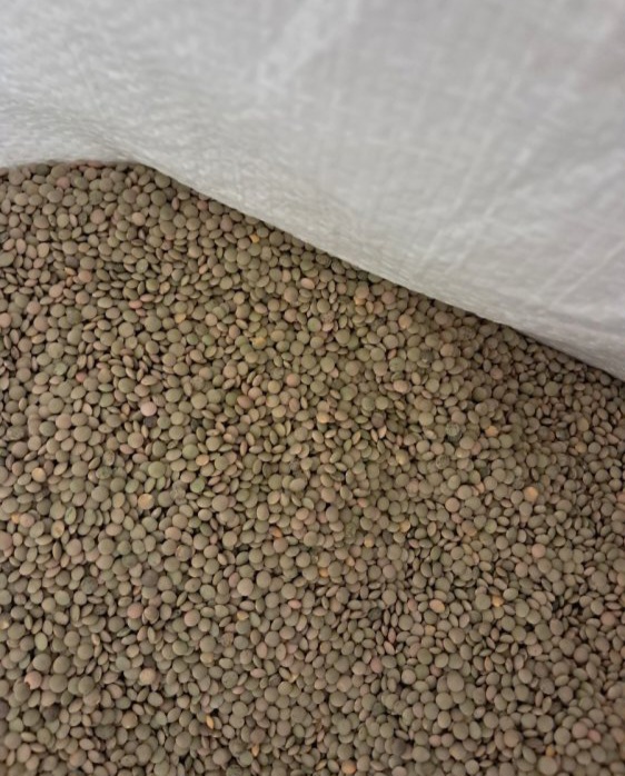 Se venden hasta 23.000 kg de lentejas pequeñas a 1,20€ kilo