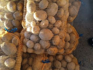 Vendo patatas de la variedad Vineta, muy sabrosas, recién