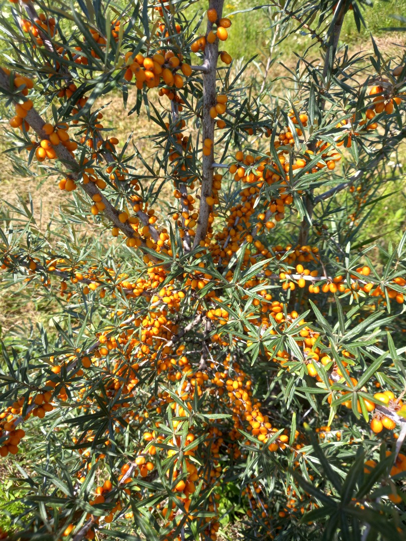 Espino amarillo, variedades Clara y Mara