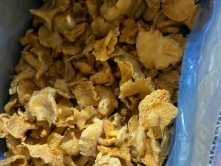 Disponemos de 8 toneladas de rebozuelos limpios y congelados