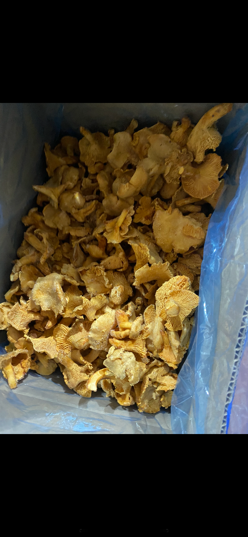 Disponemos de 8 toneladas de rebozuelos limpios y congelados para la venta