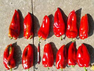 Oferta de pimientos rojos frescos. "Bašta i špajz" Ltd.