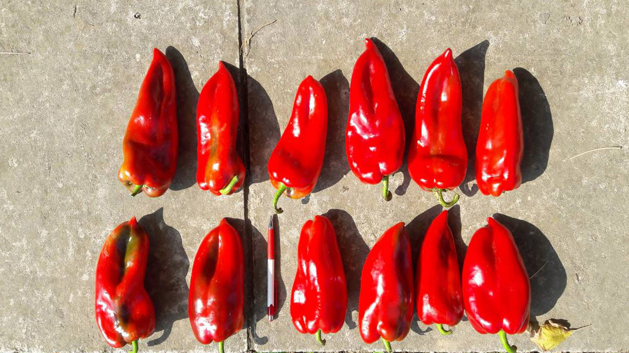 Oferta de pimientos rojos frescos
