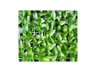Venta de planteles y plántulas de menta piperita, lista