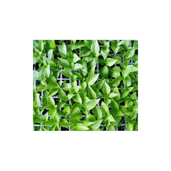 Venta de planteles y plántulas de menta piperita, lista para el trasplante