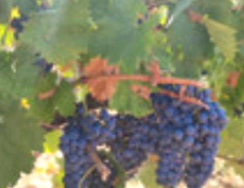 Se vende uva de muy buena calidad, sana y con buen grado, en la zona del Valle de Altomira (Cuenca) para la elaboración de vino