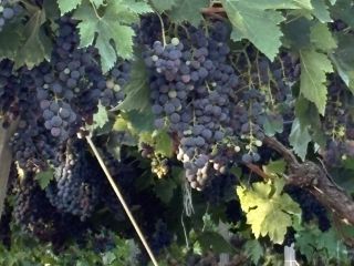 Uvas en venta. Diversas variedades: Montepulciano, Lambrusco, Pizzutella y
