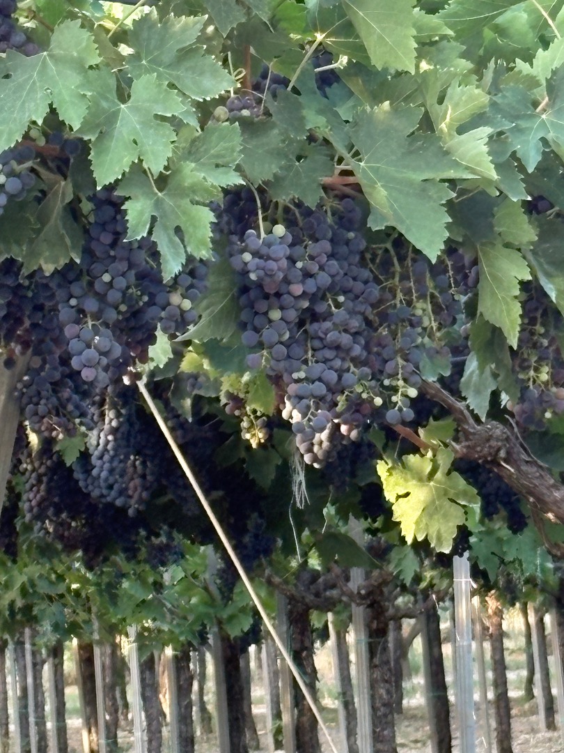 Uvas en venta