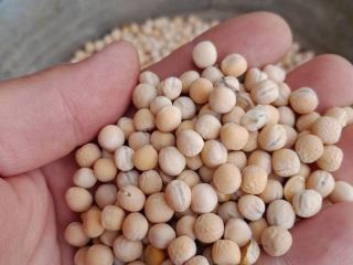 Vendo guisantes de primavera Astronaute de la cosecha de