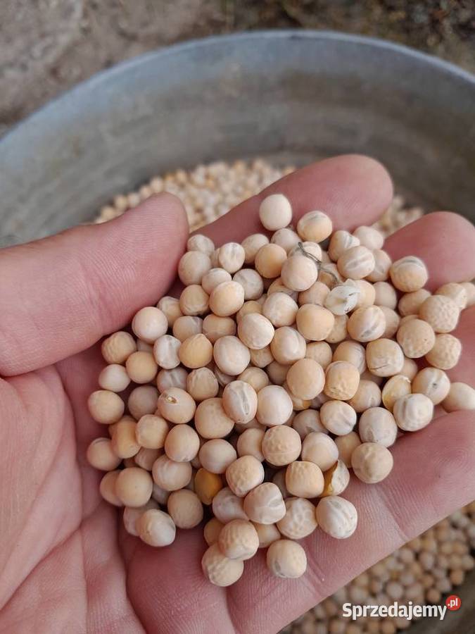 Vendo guisantes de primavera Astronaute de la cosecha de este año (2025)