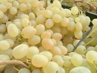Vendo gran cantidad de uvas de excelente calidad de