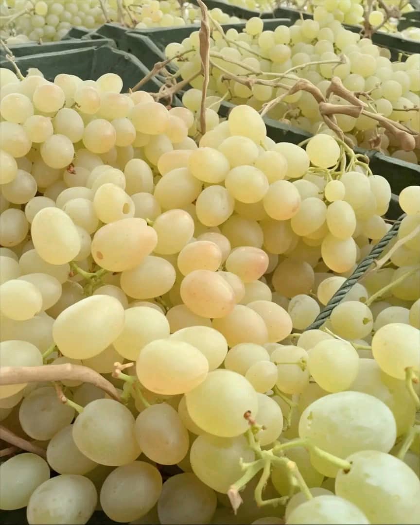 Vendo gran cantidad de uvas de excelente calidad de la famosa variedad Muska, procedentes de Argelia y el norte de África