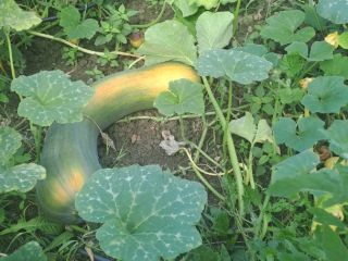 Calabaza Vasca alargada de buena calidad.