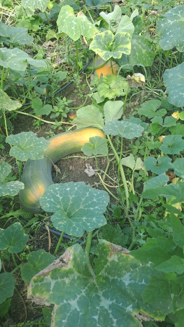 Calabaza Vasca alargada de buena calidad