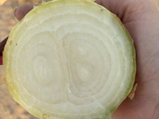 Vendo cebollas secas de la variedad Stuttgarten, más información