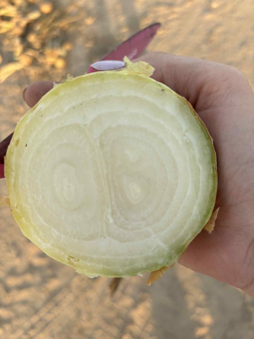 Vendo cebollas secas de la variedad Stuttgarten, más información en [teléfono]