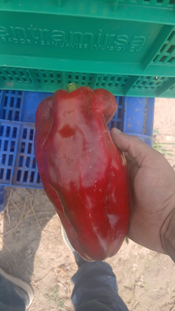 Nuestra empresa, ubicada en Elche, se especializa en el cultivo de pimiento rojo lamuyo 100% de origen nacional