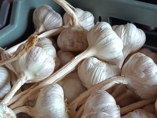 Ajo Harnaś en venta. Sano, cuidadosamente limpio y calibrado.