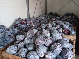 Hola vendo col lombarda en rango de peso de