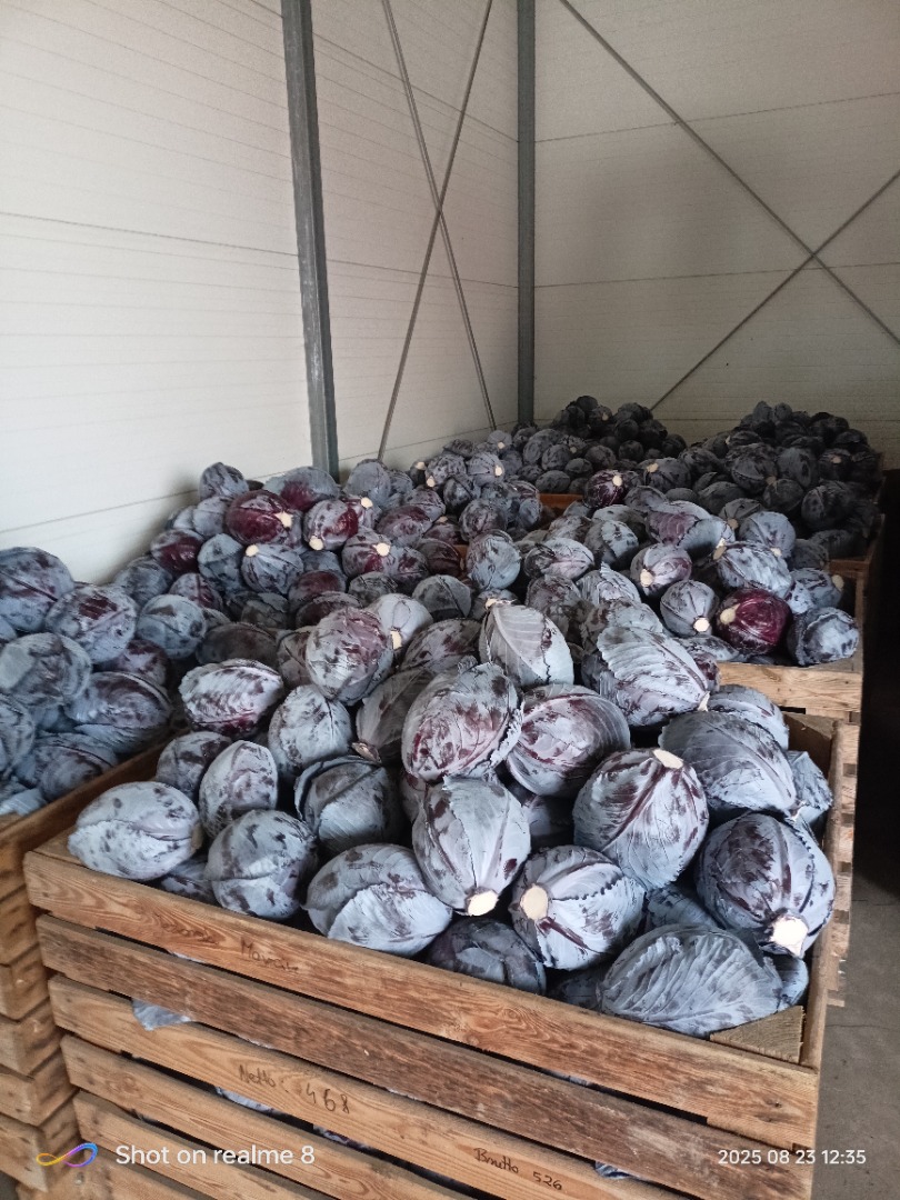 Hola vendo col lombarda en rango de peso de 1-3 kg ideal para el mercado, empaque a convenir