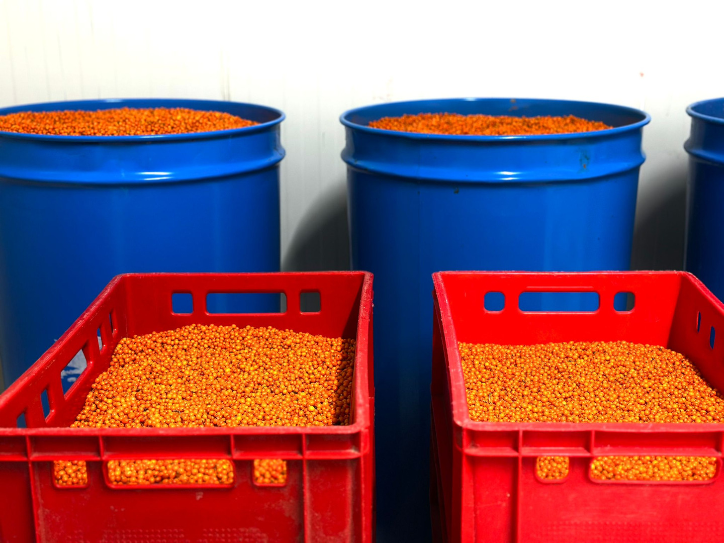 Actualmente contamos con 2 toneladas de espino amarillo congelado de producción propia