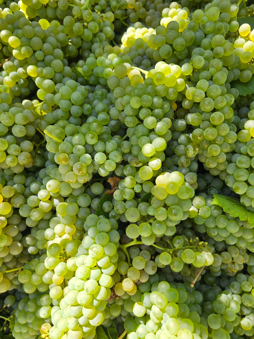 Vendo uvas Pecorino DOC de excelente calidad