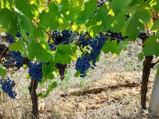 Uvas biodinámicas y orgánicas certificadas de la más alta