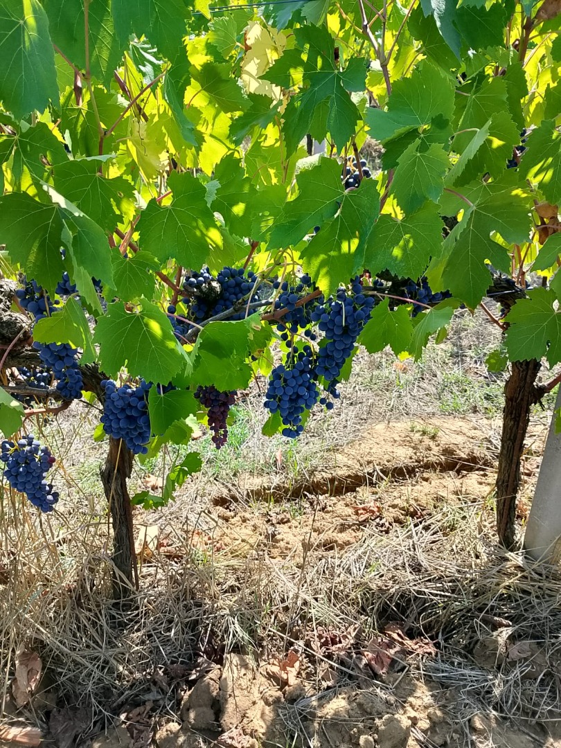 Uvas biodinámicas y orgánicas certificadas de la más alta calidad