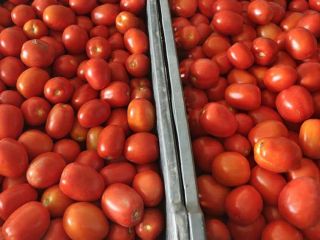 Tomates de campo en venta. Precio negociable, alrededor de
