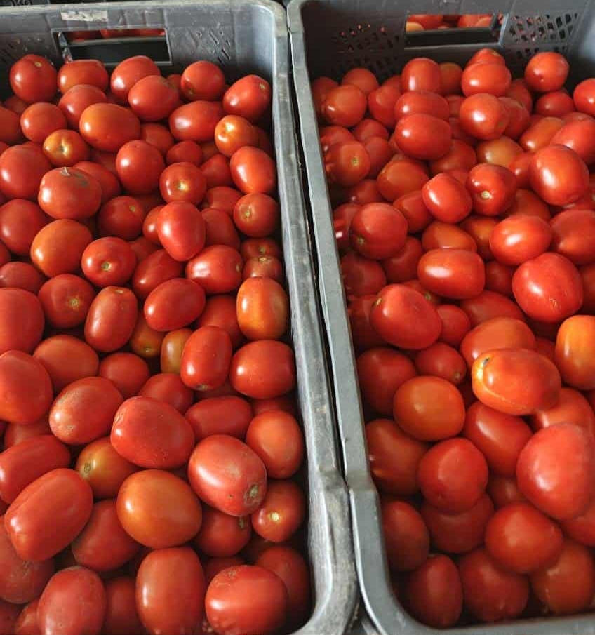Tomates de campo en venta