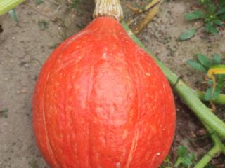 Venderé calabazas Gómez y Hokkaido, teléfono [teléfono]