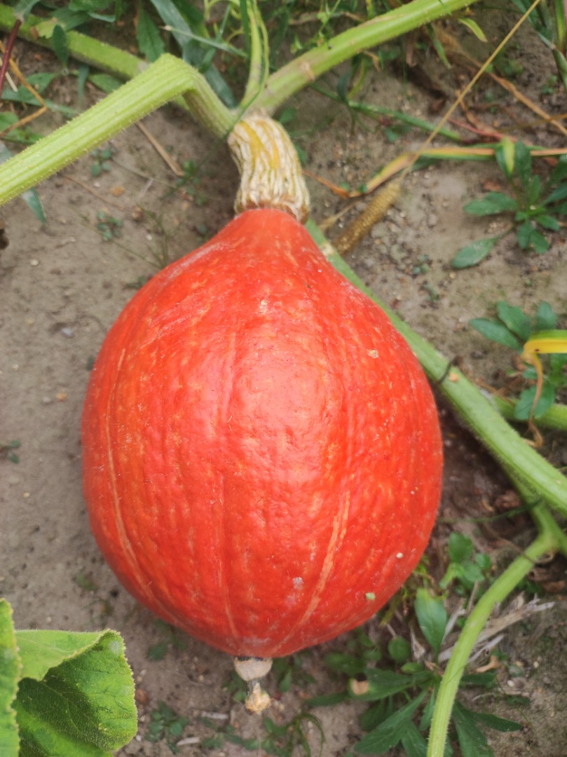 Venderé calabazas Gómez y Hokkaido, teléfono [teléfono]