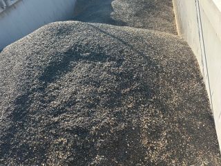 Vendo 1000 semillas de girasol, con un contenido de